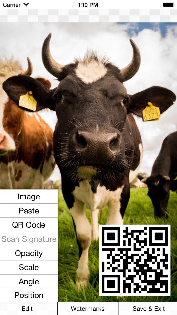 iWatermark on iPhone showing a QR code watermark over a photo of a cow